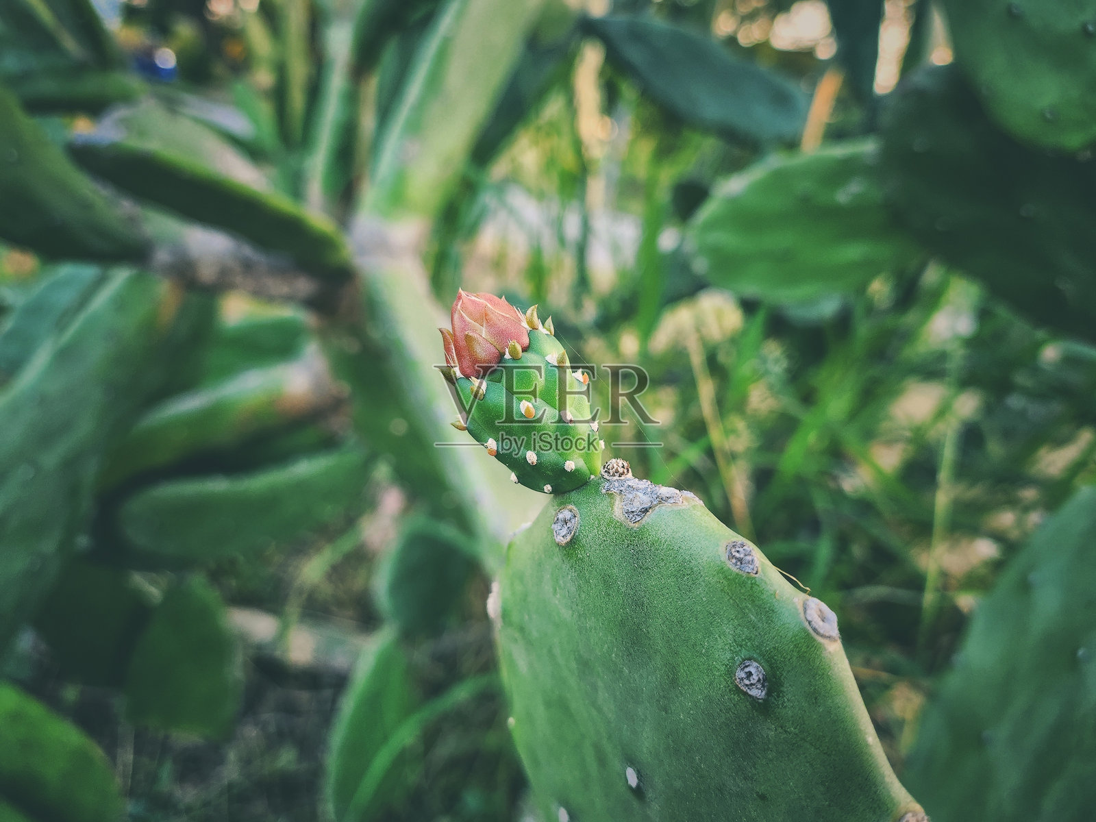 仙人掌植物花朵特写照片摄影图片