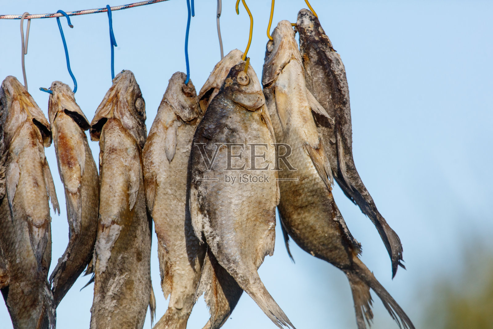 一串鱼挂在绳子上照片摄影图片
