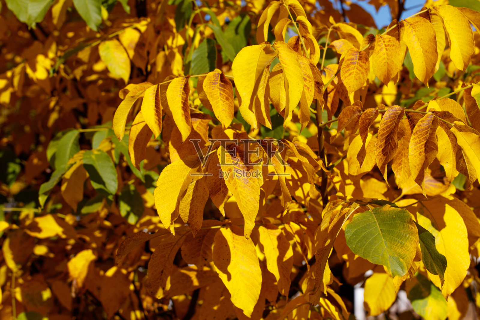 前景中有一棵黄叶树。照片摄影图片