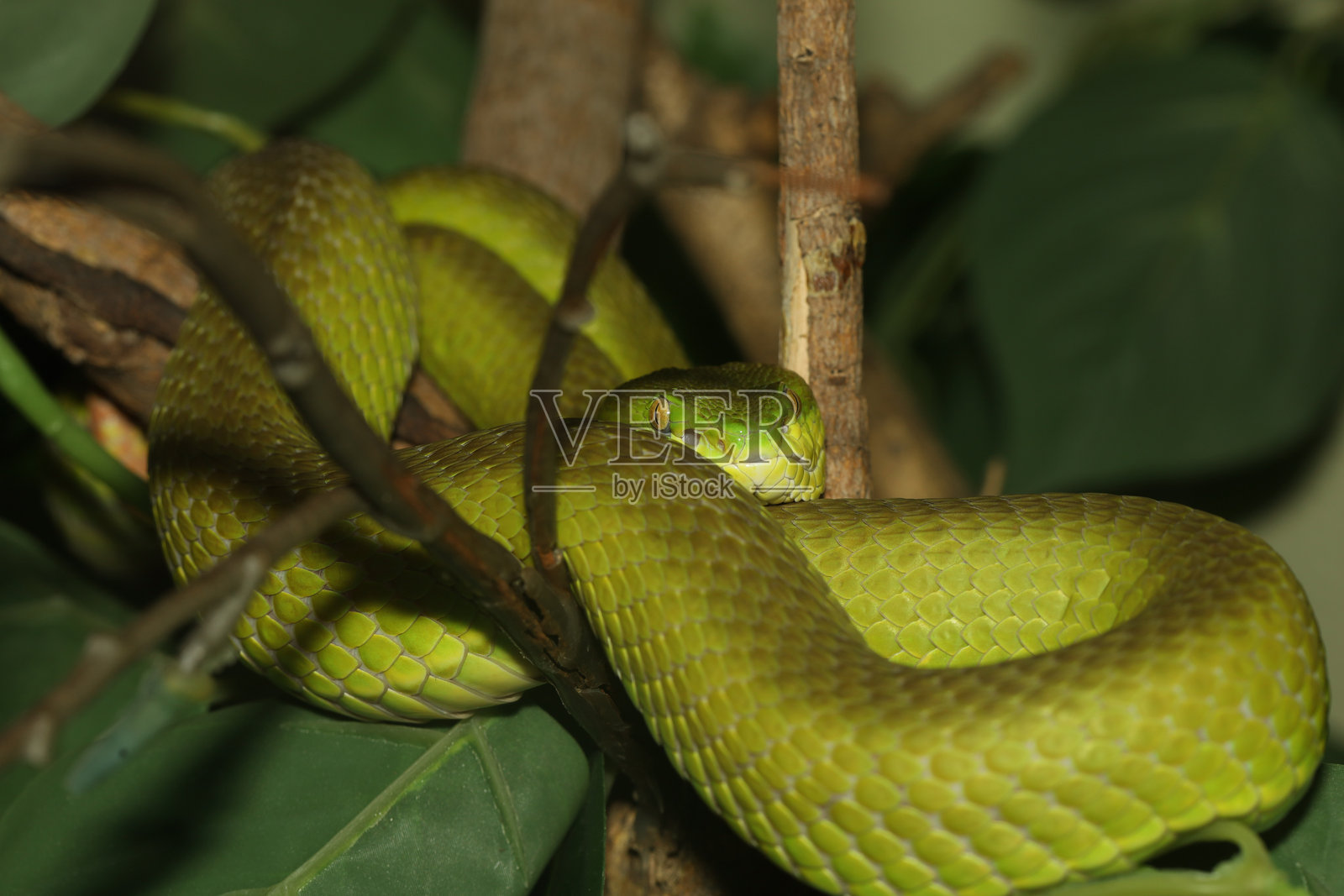 蛇（绿树蝰）正栖息在树枝上照片摄影图片
