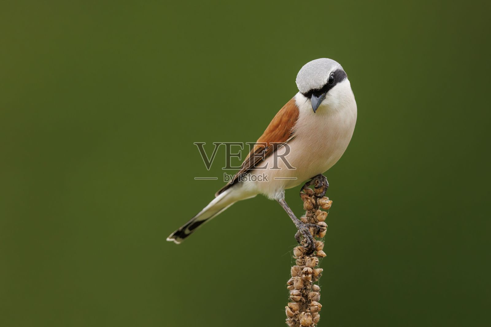 红背伯劳栖息在植物上照片摄影图片