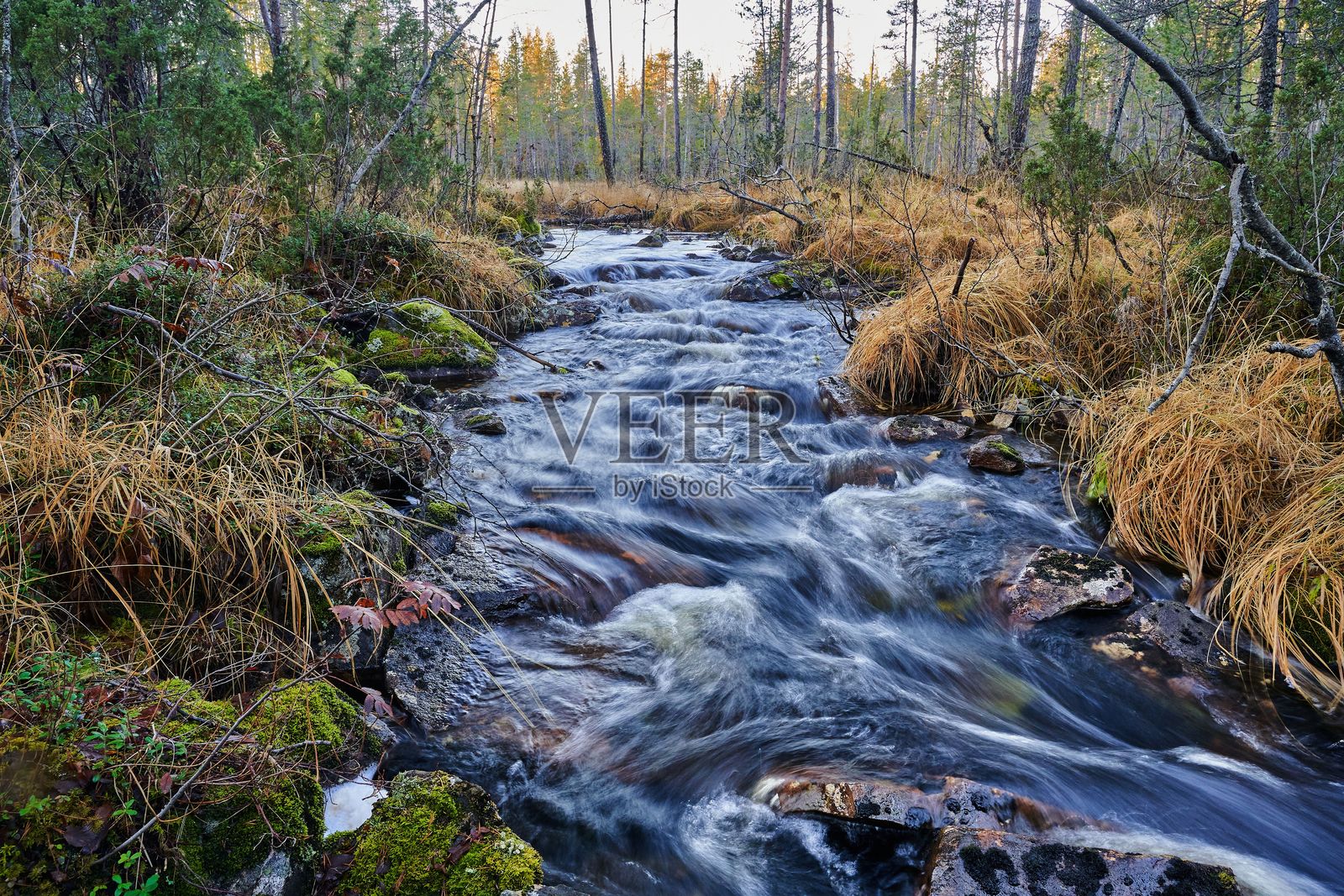 宁静的森林溪流与秋季树叶照片摄影图片