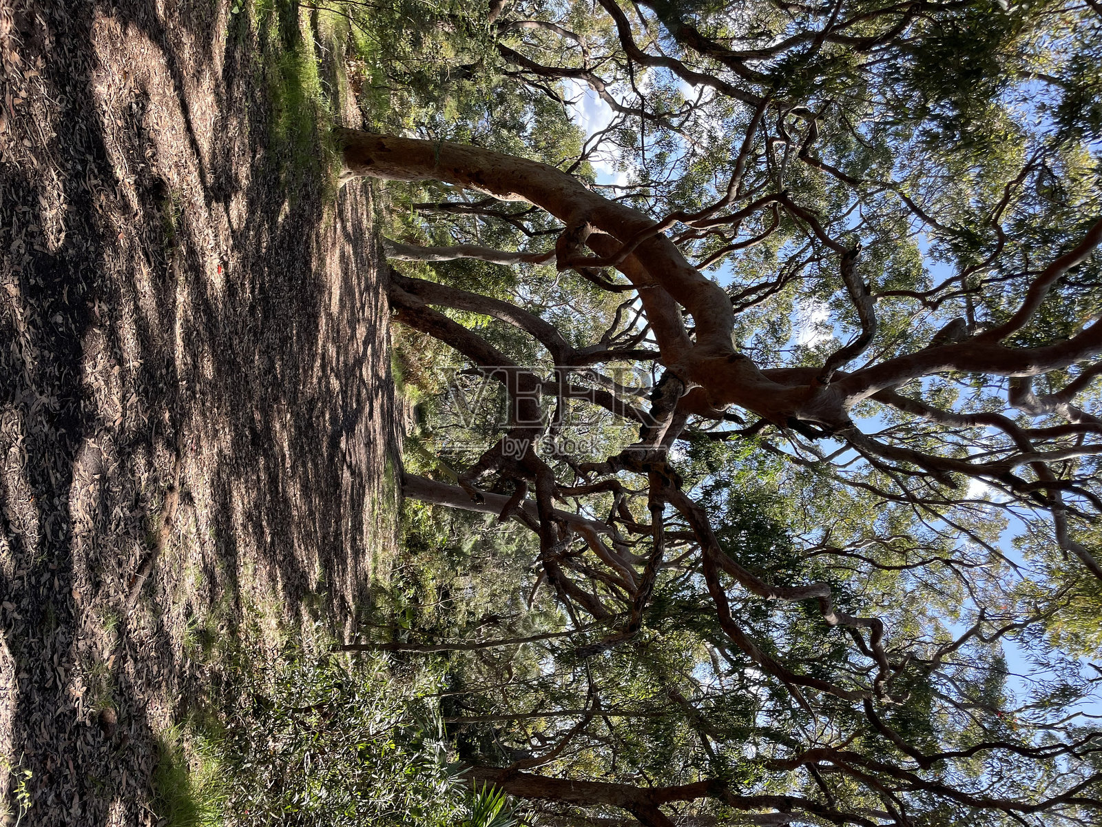 澳大利亚桉树森林照片摄影图片