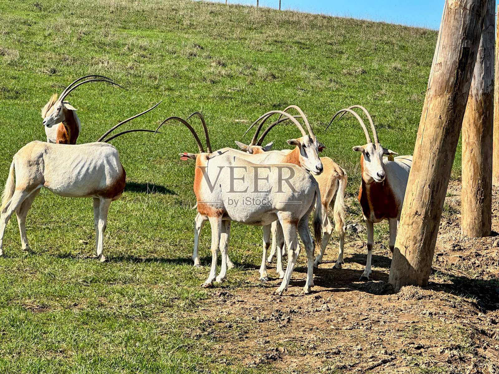 一群弯角羚羊在俄亥俄州坎伯兰的野生动物园内照片摄影图片