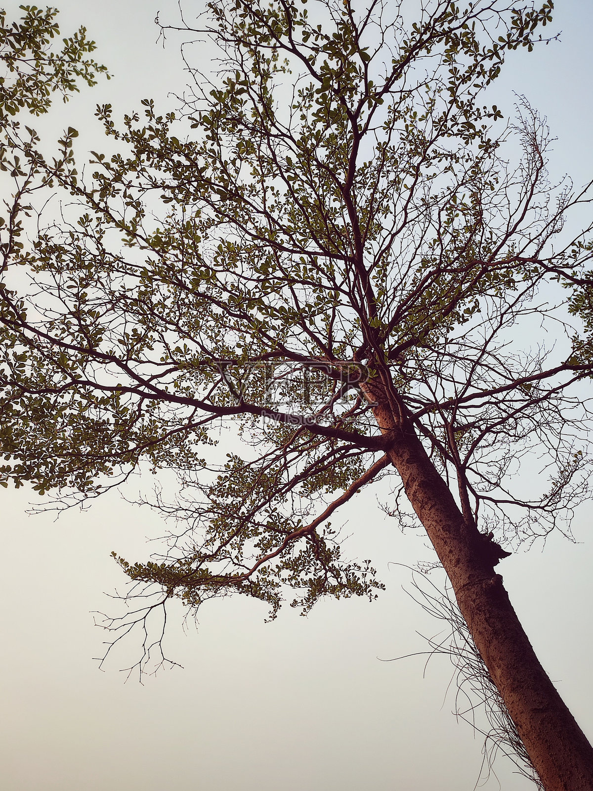 美丽的户外树木自然景观与日落天空照片摄影图片
