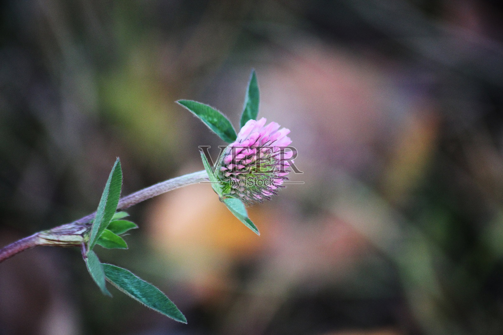 一朵中间绿色的小粉色三叶草照片摄影图片