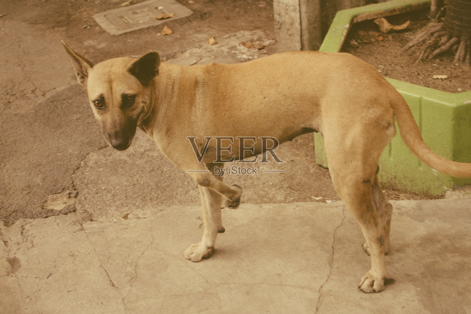 流浪狗照片摄影图片