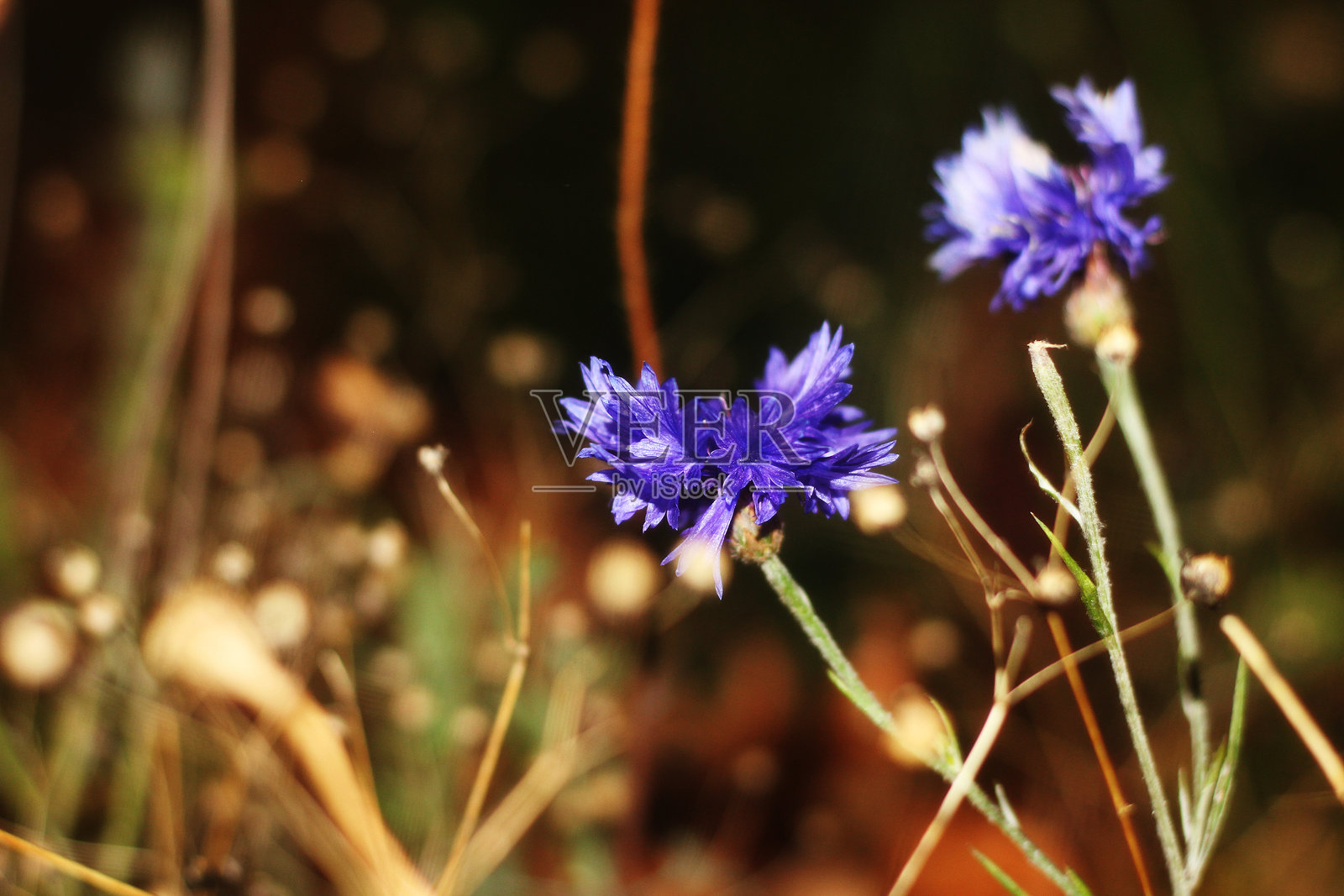 夜间拍摄的深紫色矢车菊照片摄影图片