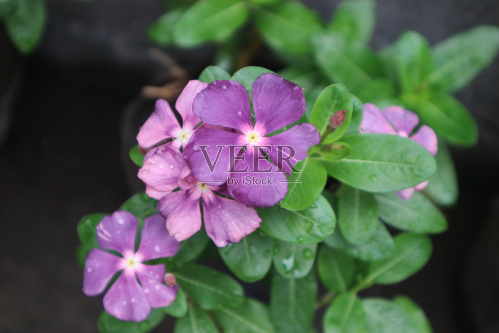 美丽色彩和形状的长春花植物照片摄影图片