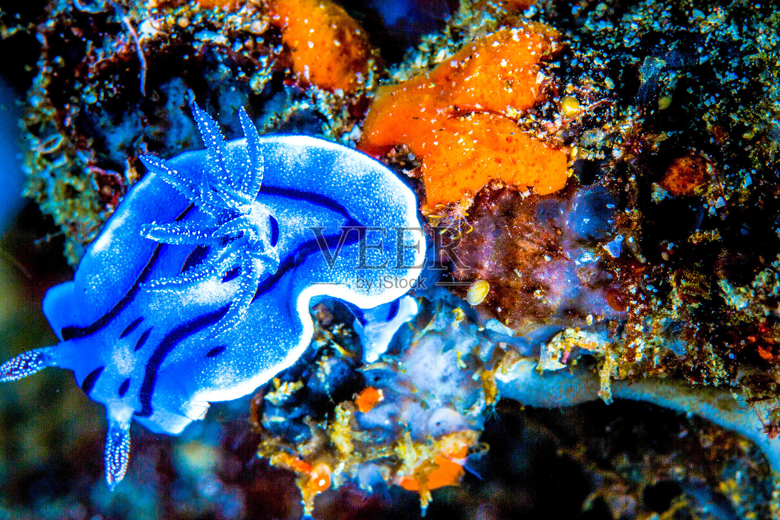 杜马盖地，菲律宾 - 潜水与海底生物照片摄影图片