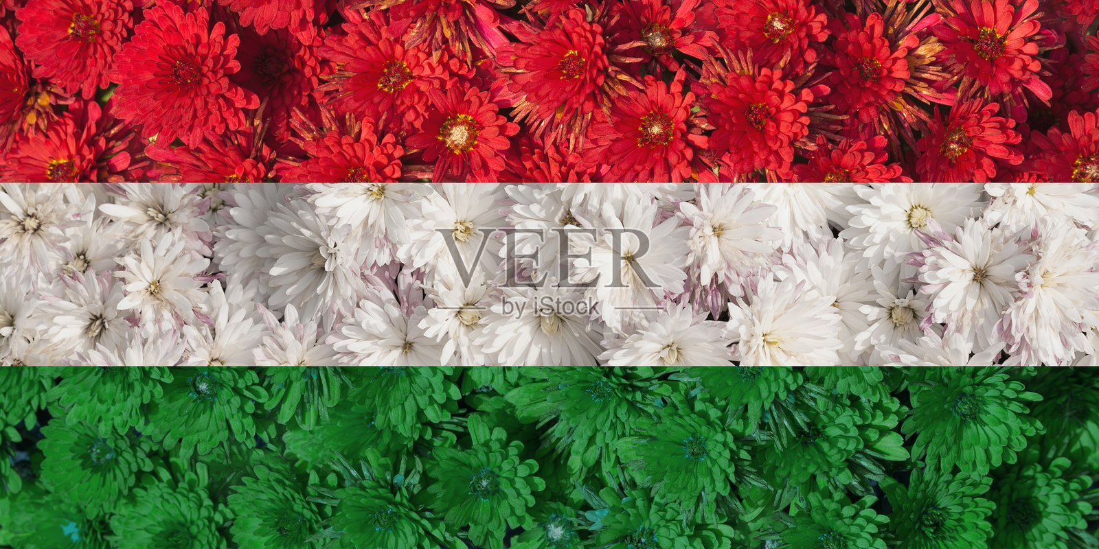 花卉旗帜照片摄影图片