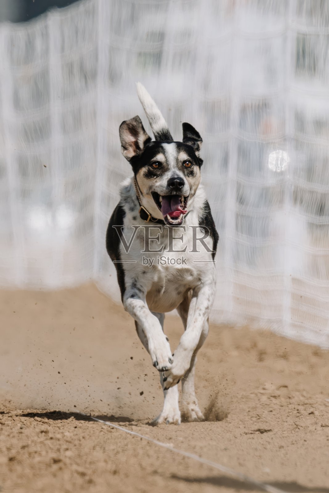 美国混合品种狗在诱饵赛道上奔跑的狗运动照片摄影图片