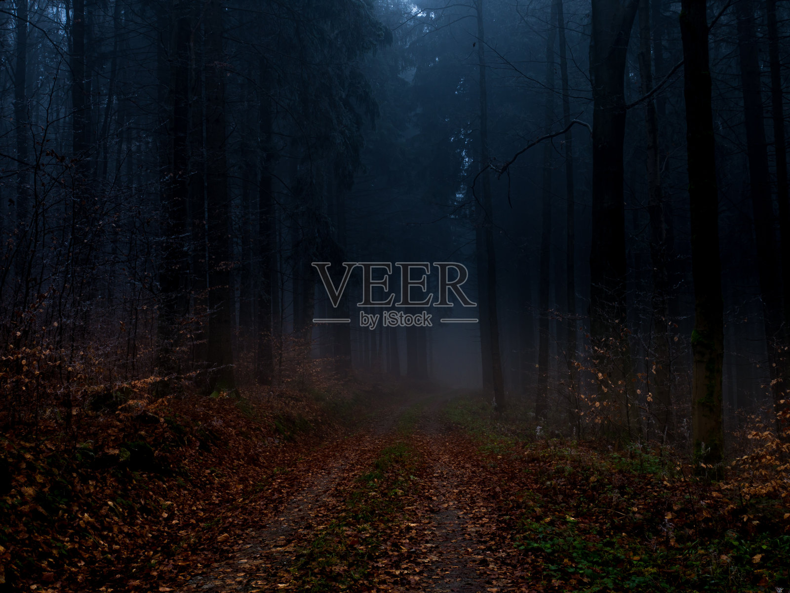 神秘的雾霭森林，晚秋时节被霜覆盖照片摄影图片