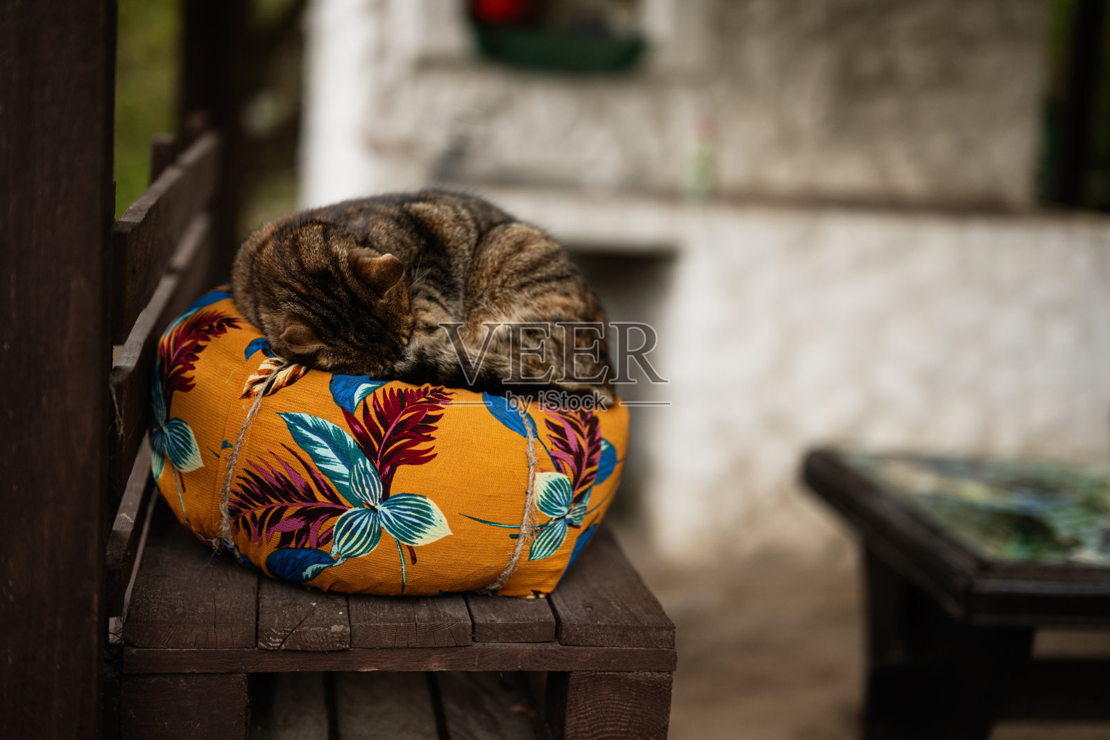 在户外的五彩缤纷的垫子上安静地睡觉的猫咪照片摄影图片
