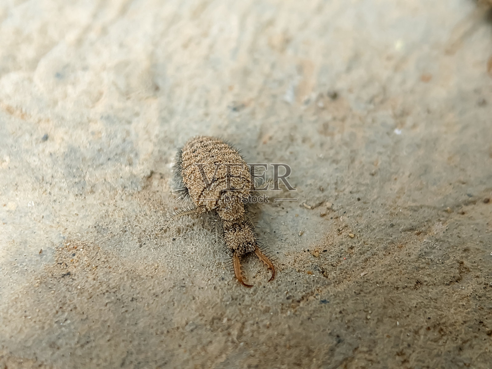 一只可能是蚁狮幼虫的昆虫特写，身上覆盖着细土，正在沙质表面上爬行。照片摄影图片
