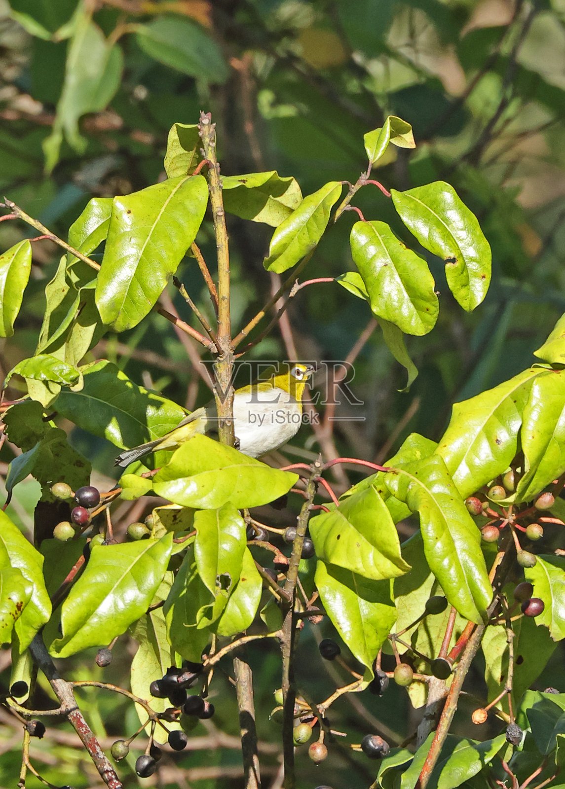 灰腹白眼雀照片摄影图片