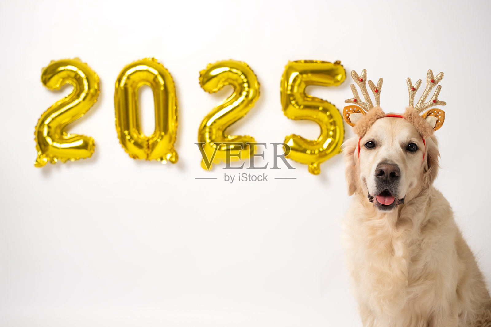 带气球的狗 2025 新年。金毛寻回犬坐在白色背景上，周围有金色气球，适合圣诞节。新年贺卡，留有空间供文字填写，搭配宠物。照片摄影图片