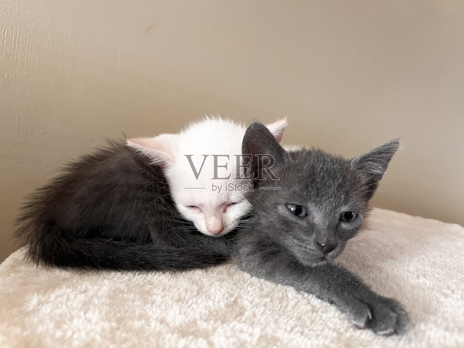 两只小猫在玩耍照片摄影图片