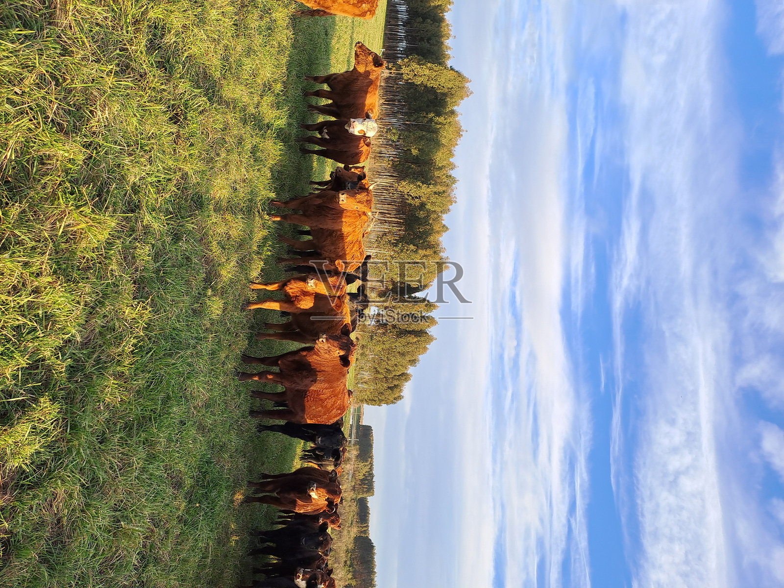 牛群在吃草照片摄影图片