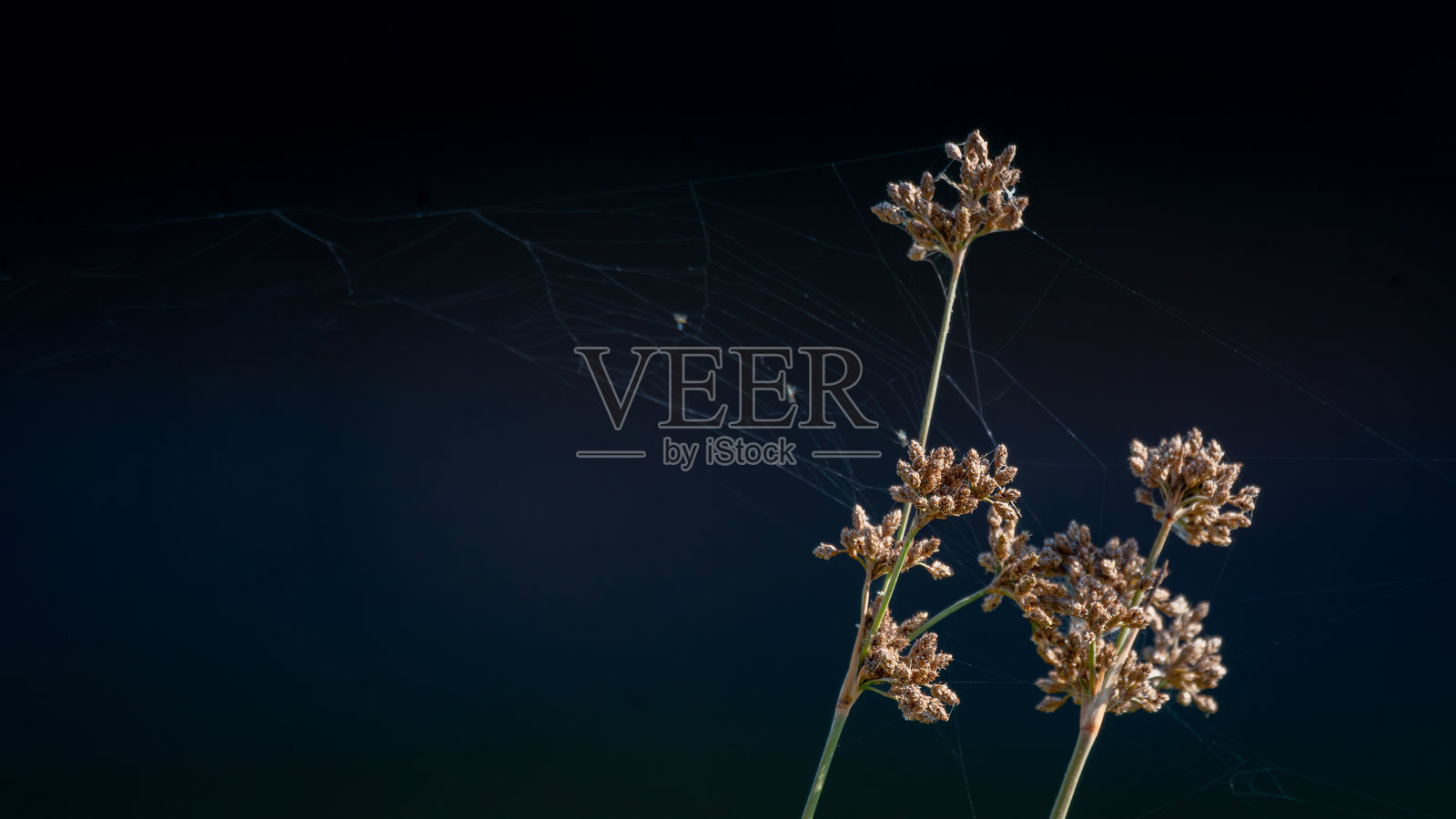 干花与深黑色背景照片摄影图片