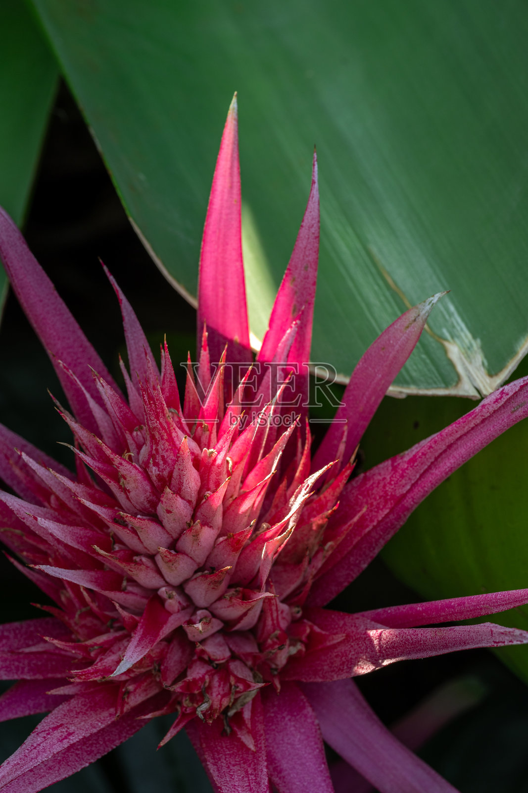 中国上海市松江区辰山植物园的花卉照片摄影图片