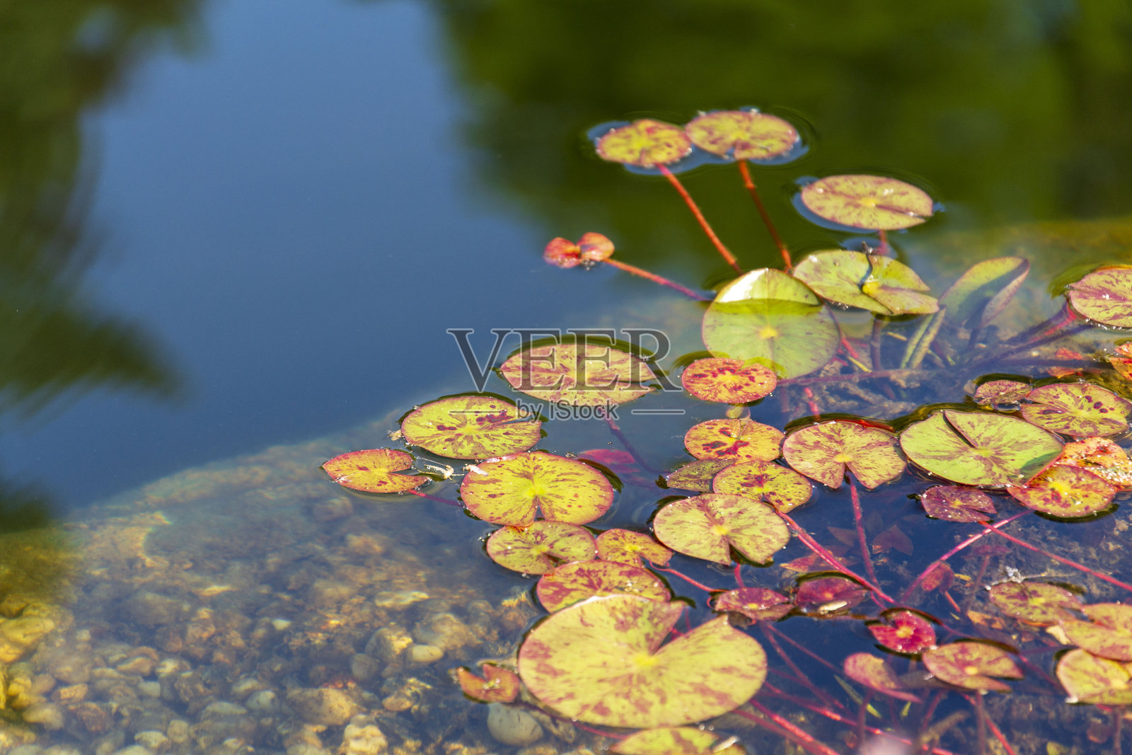 用于自然游泳池的植物，能够无化学物质过滤水。照片摄影图片