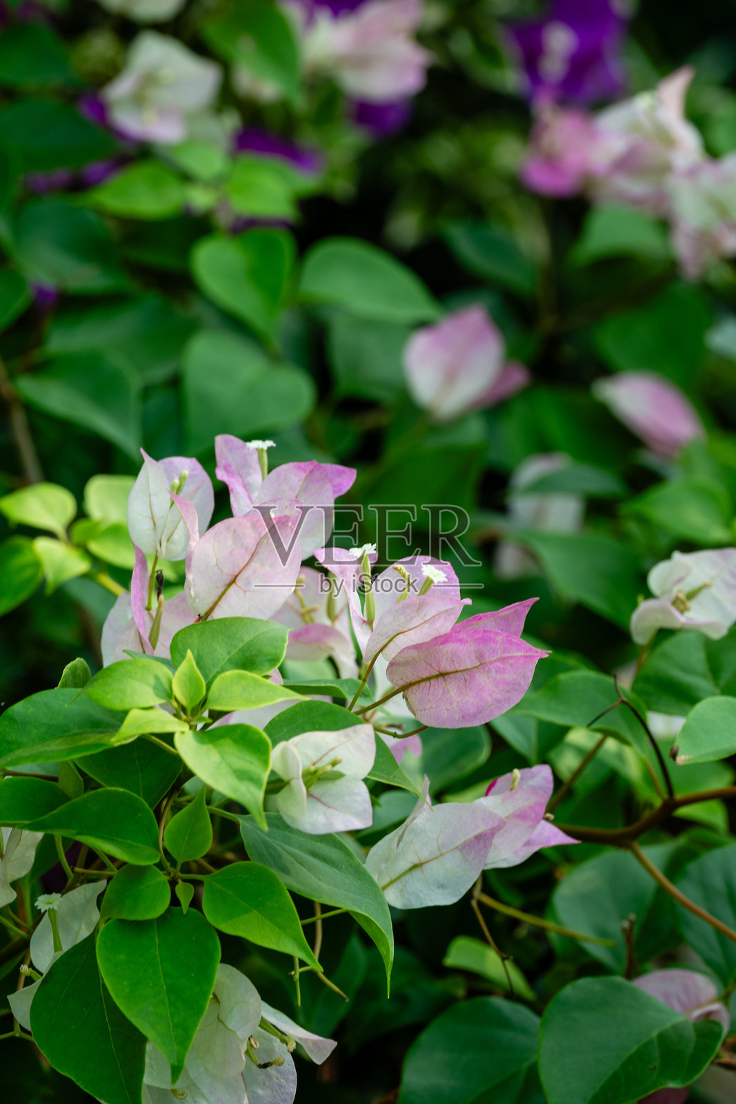 中国上海市松江区辰山植物园的花卉照片摄影图片