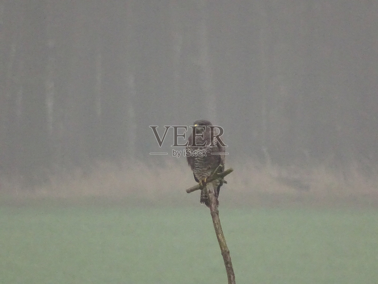 雾中的普通 buzzard照片摄影图片