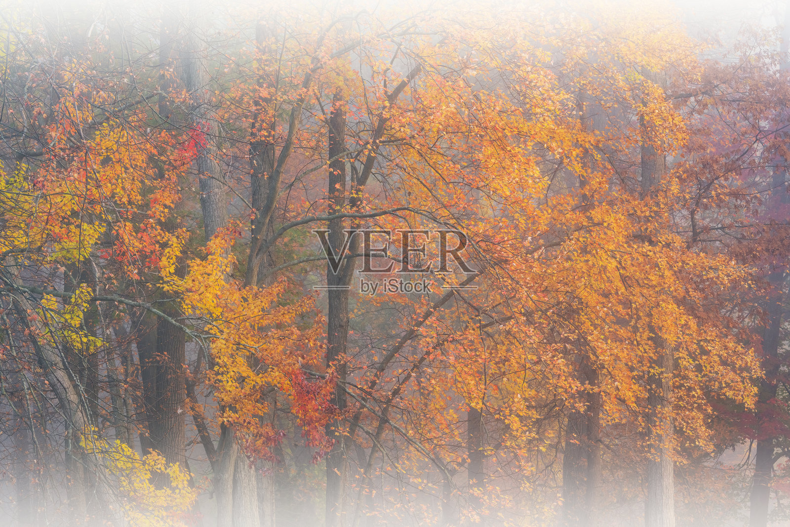 雾中的秋季森林与枫树照片摄影图片