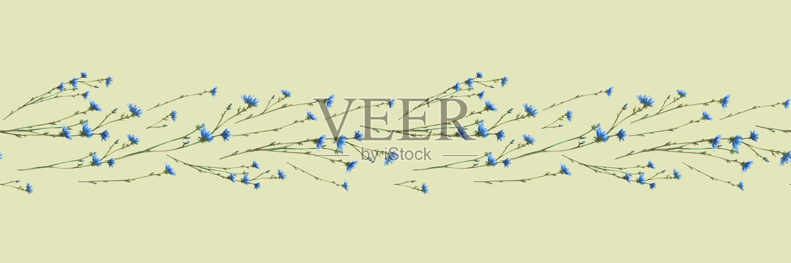 野花，草地蓝色花朵，菊苣植物无缝边框 水彩画插图插画图片素材