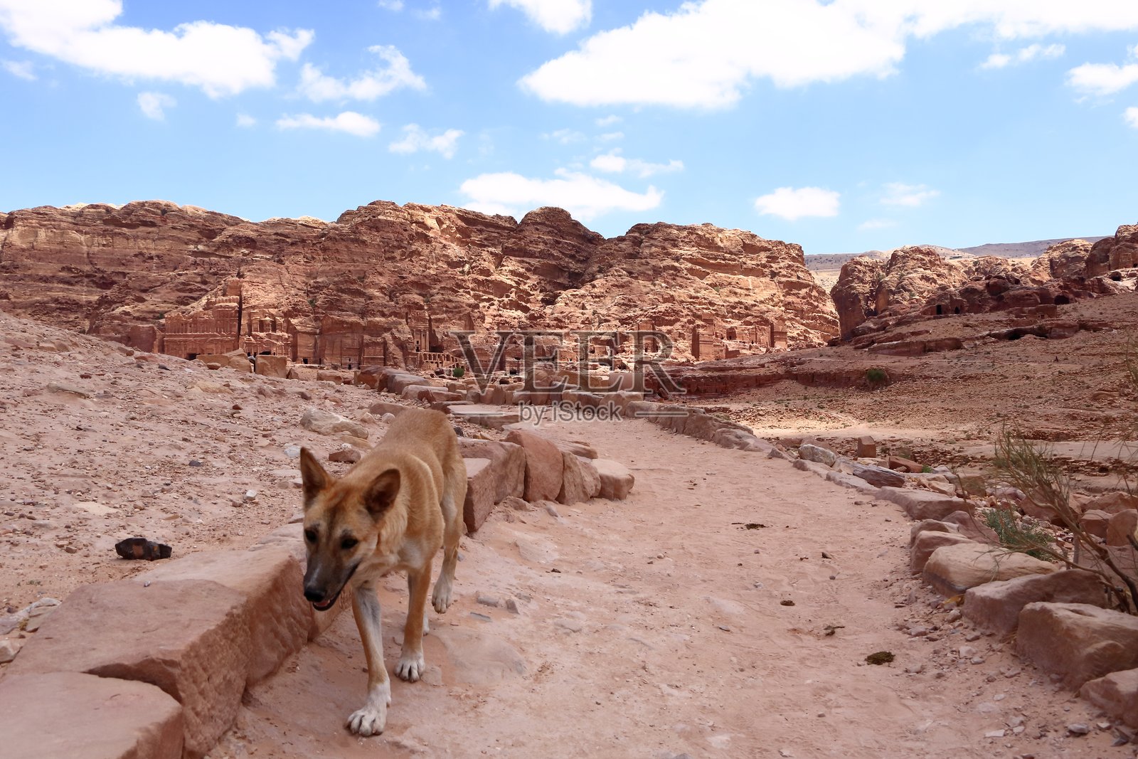 约旦佩特拉瓦迪穆萨地区可爱的流浪狗照片摄影图片