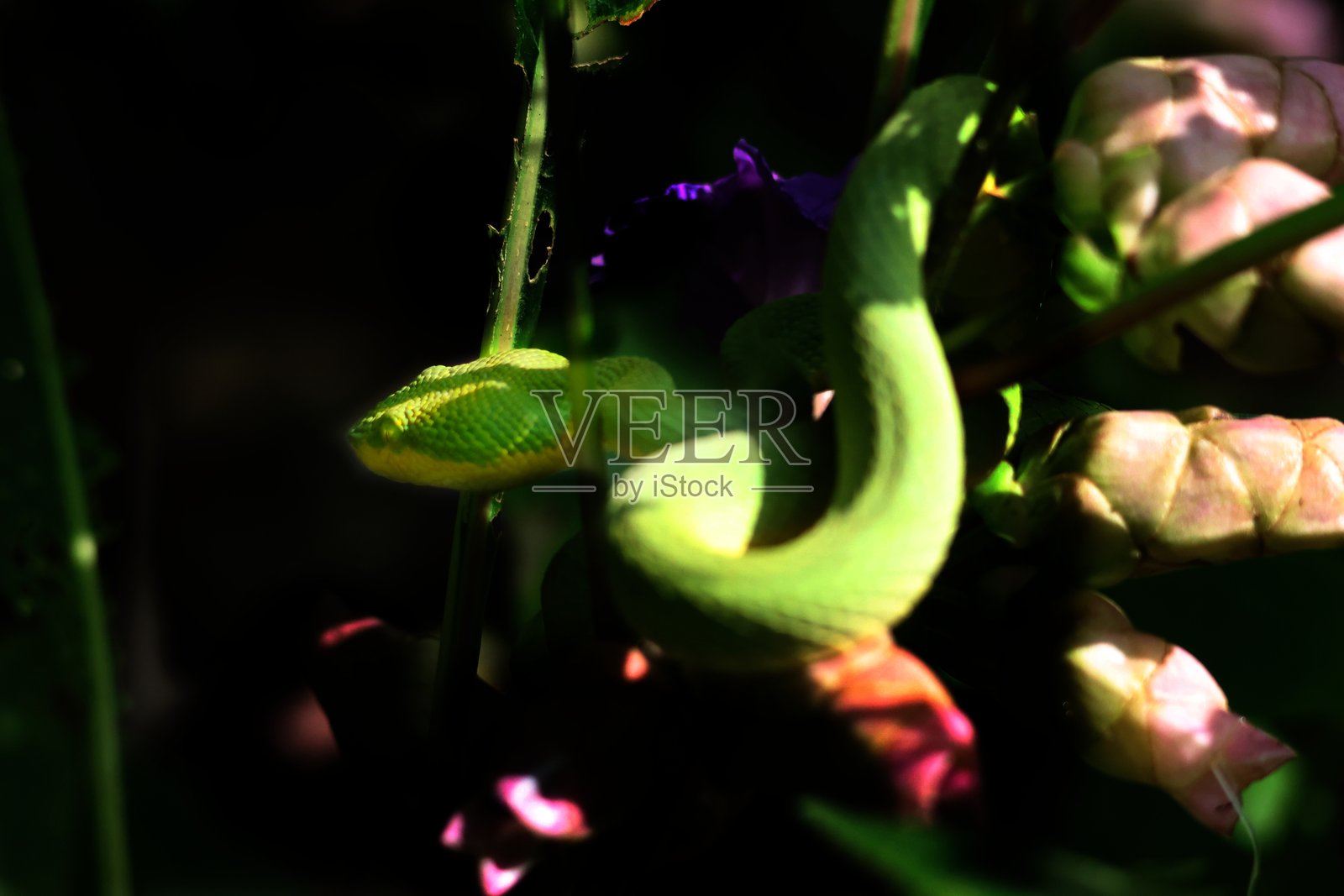 竹叶青蛇的特写镜头照片摄影图片