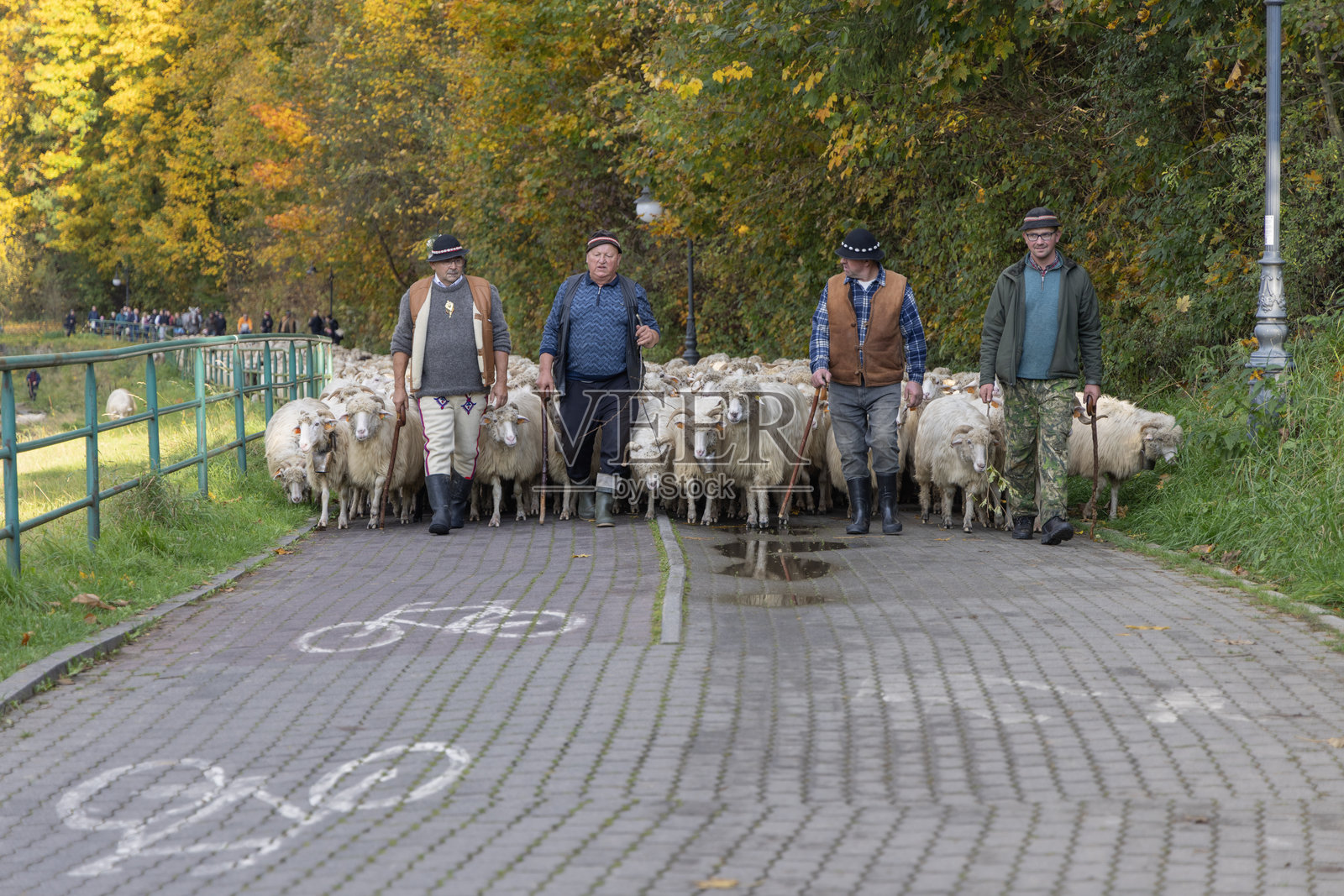 秋季羊群迁徙（红牧），牧羊人与羊群在波兰皮耶尼尼的施恰夫尼察归来照片摄影图片