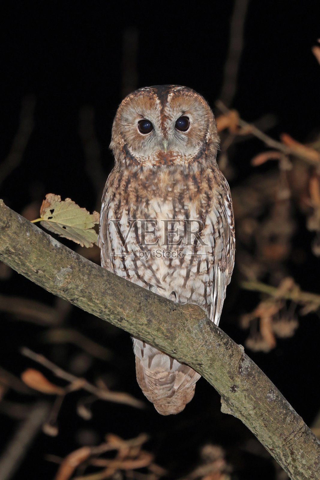 褐鸮照片摄影图片