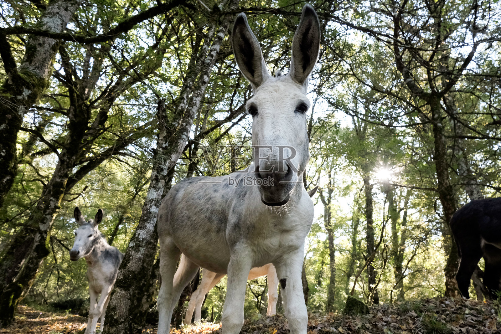 白色驴子在阳光明媚的森林空地上骄傲地站着，身旁有一个年轻的伙伴。照片摄影图片