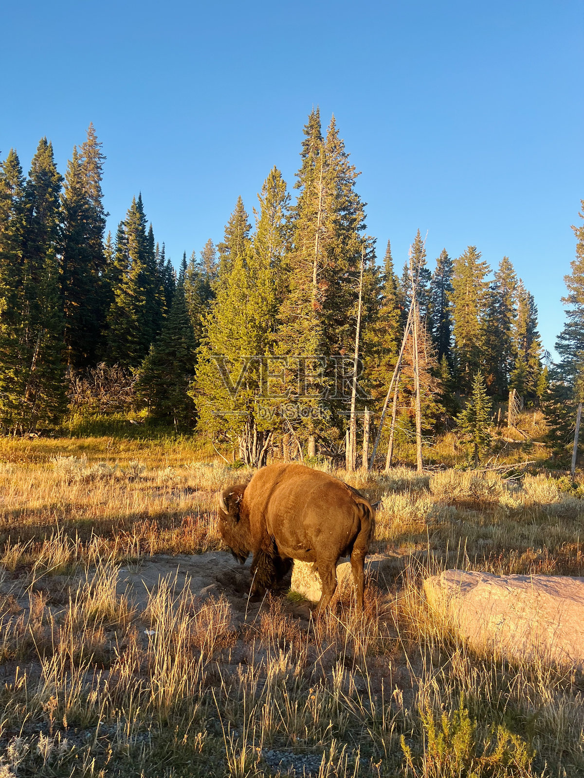 日落时分的雄伟野牛照片摄影图片