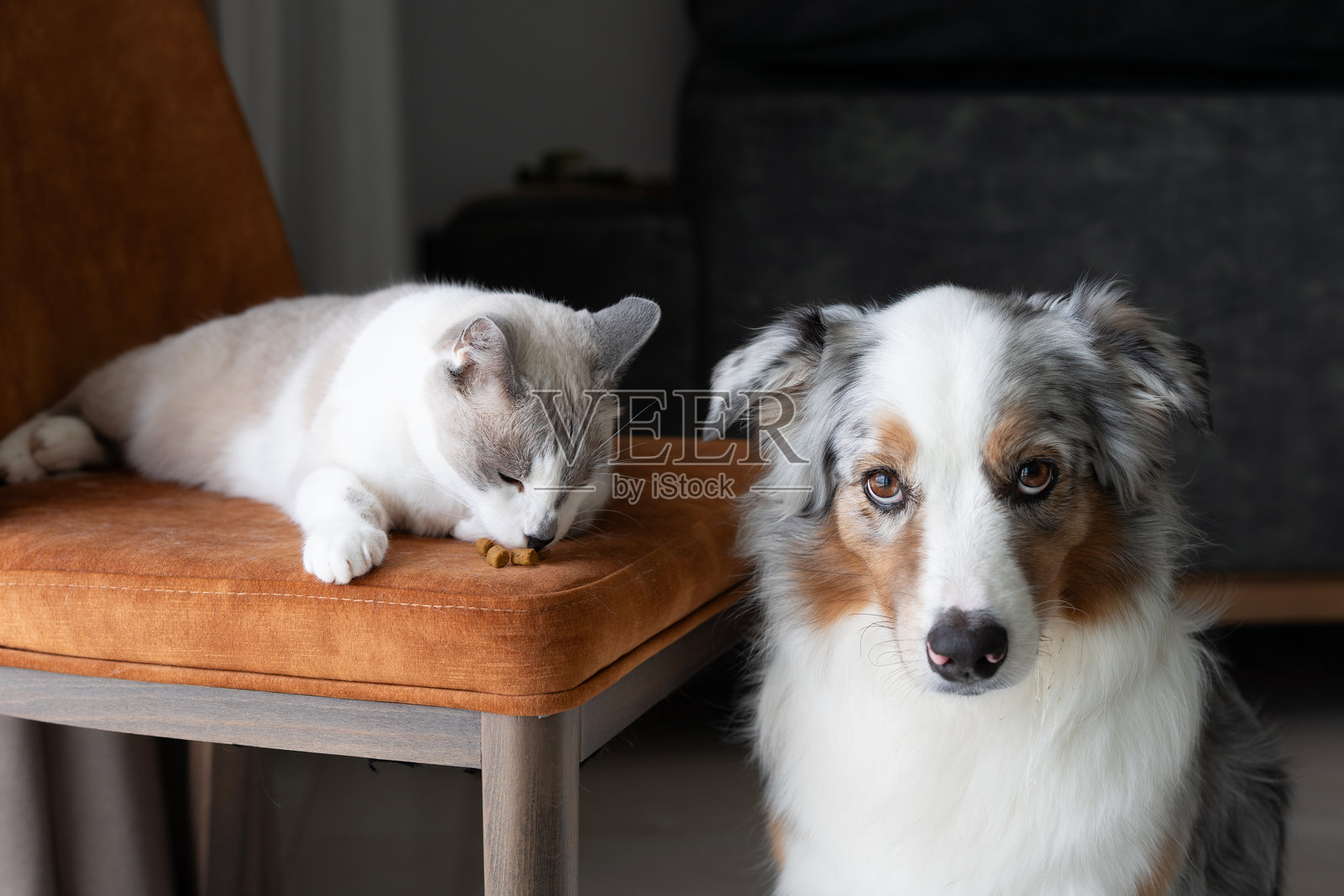 澳大利亚牧羊犬和猫咪和谐相处照片摄影图片