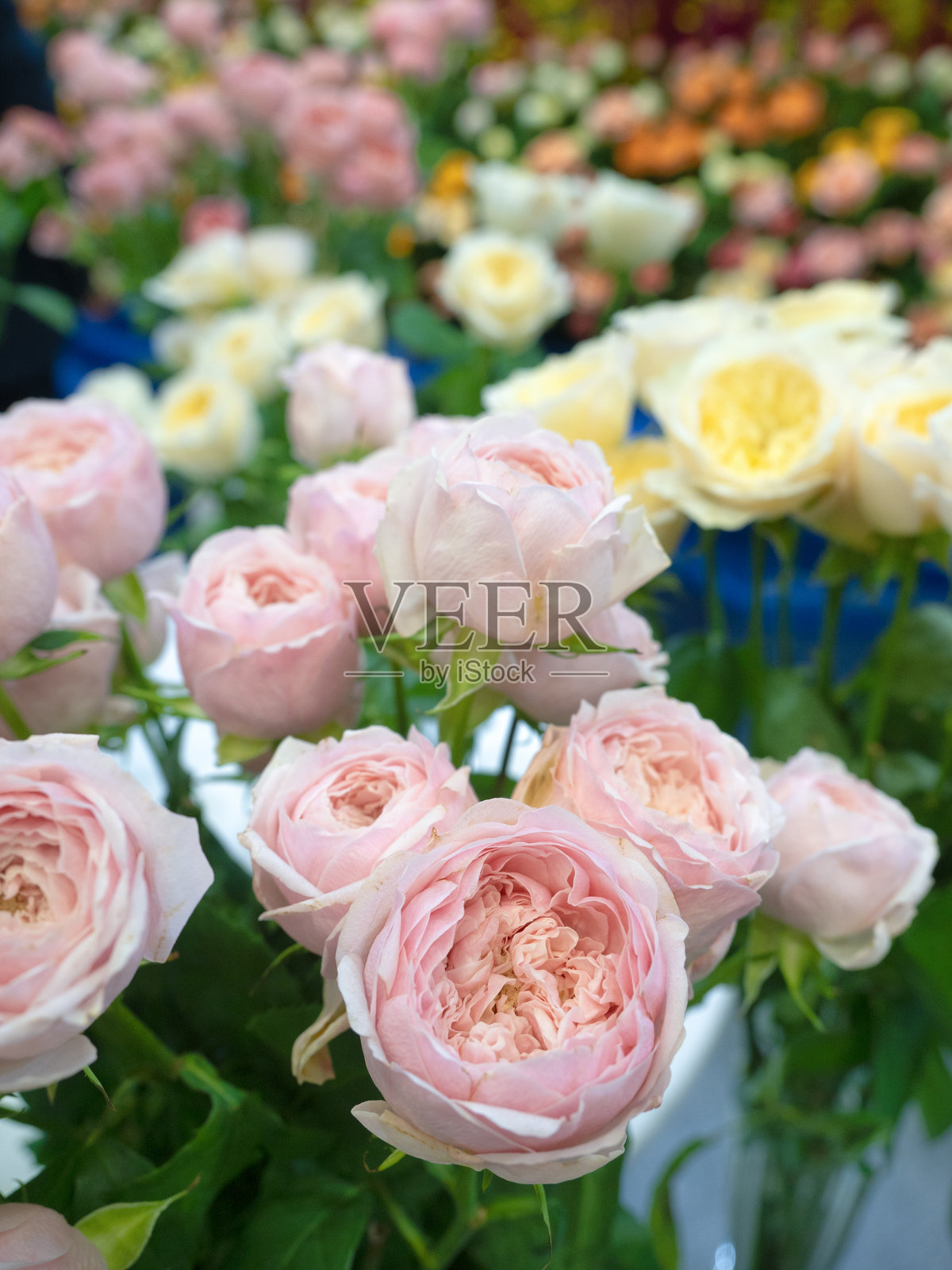 切花，粉色玫瑰照片摄影图片