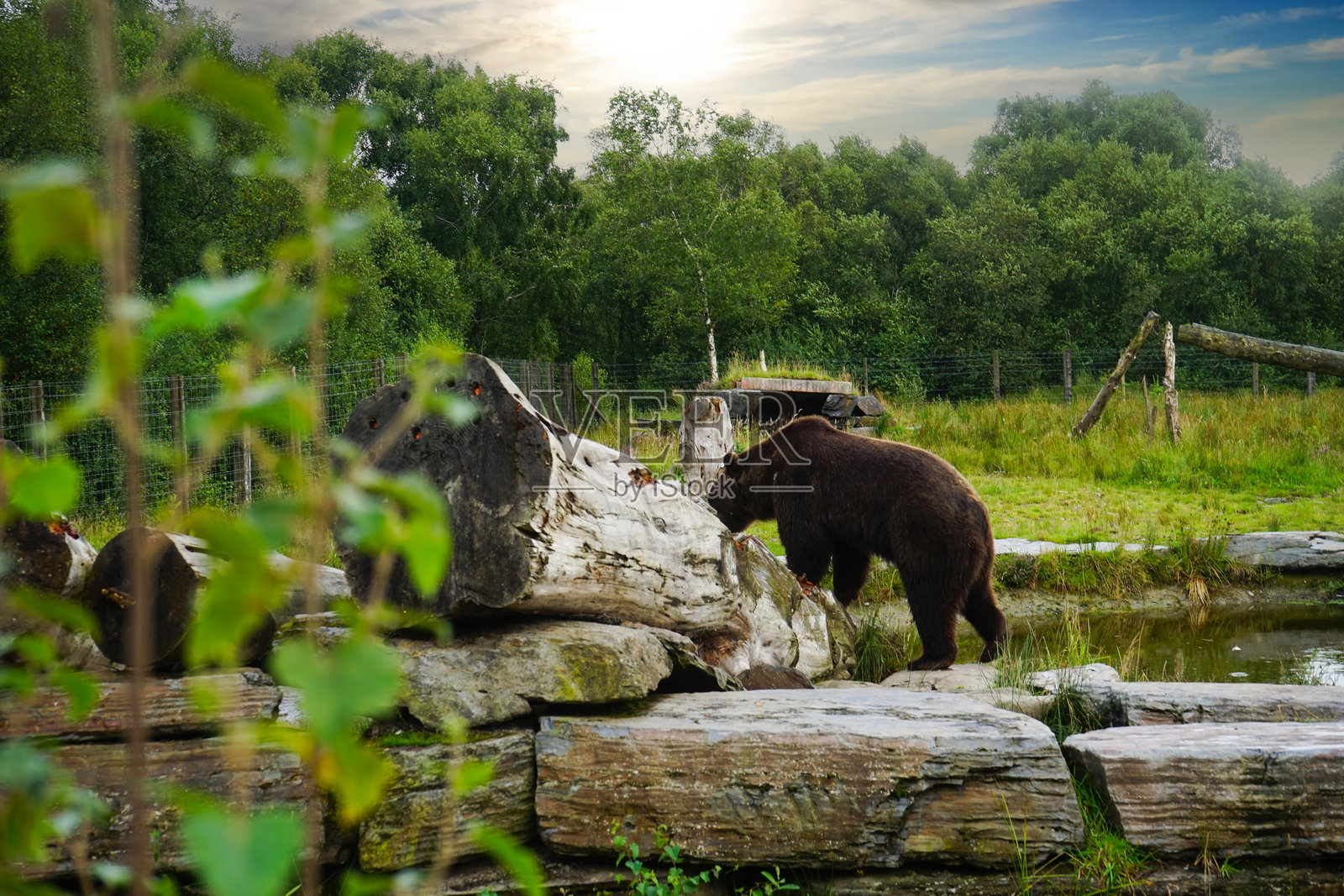北爱尔兰的动物：狼和熊照片摄影图片