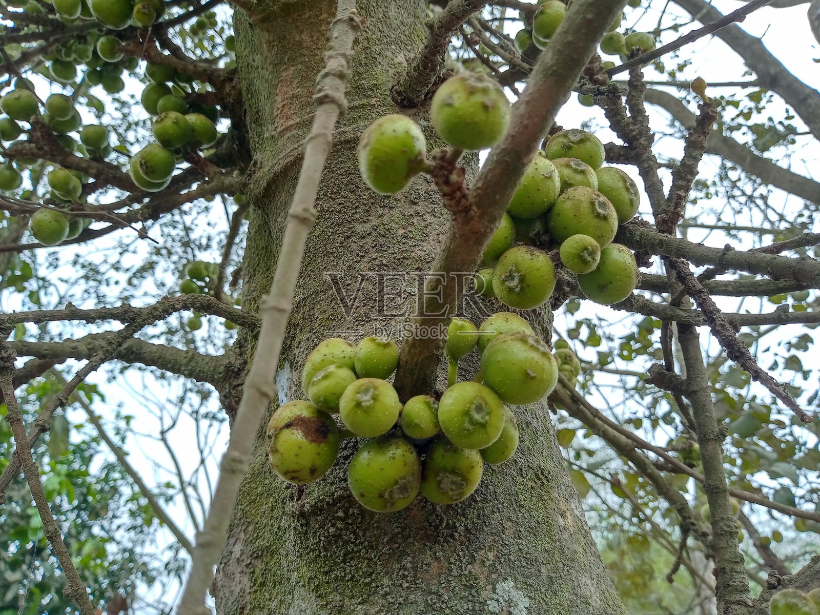 孟加拉国植物上的无花果。热带健康水果，富含维生素。乡村自然中的药用水果。照片摄影图片
