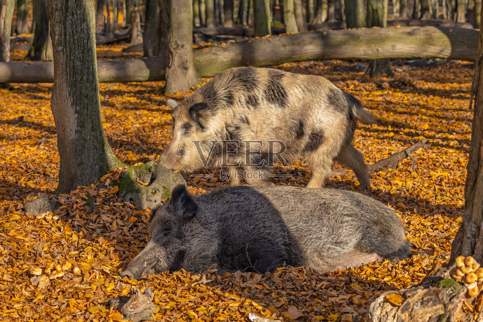 秋天森林中的野猪。阳光明媚的森林日子照片摄影图片