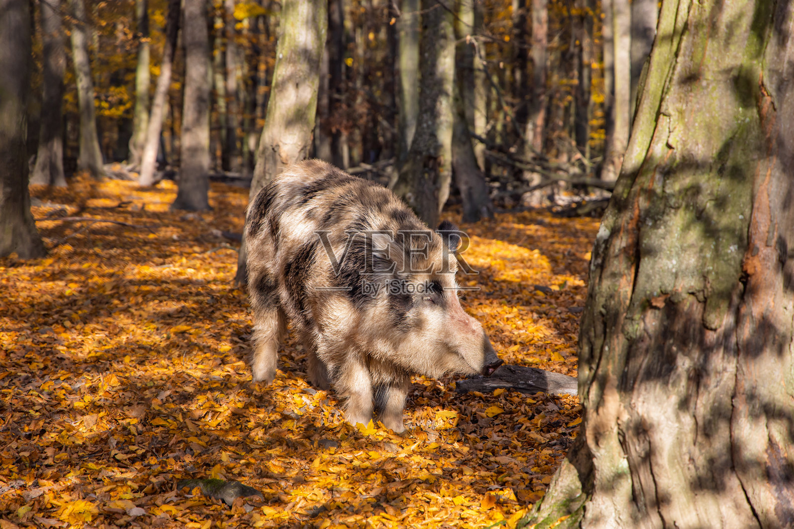 秋天森林中的野猪。阳光明媚的森林日子照片摄影图片