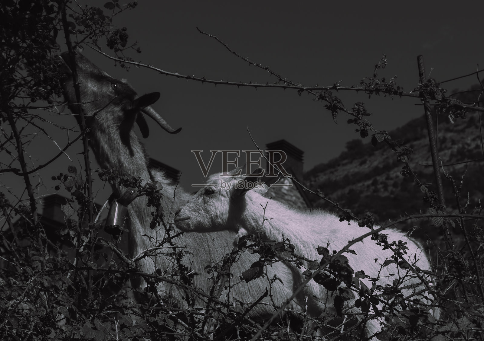 山羊照片摄影图片