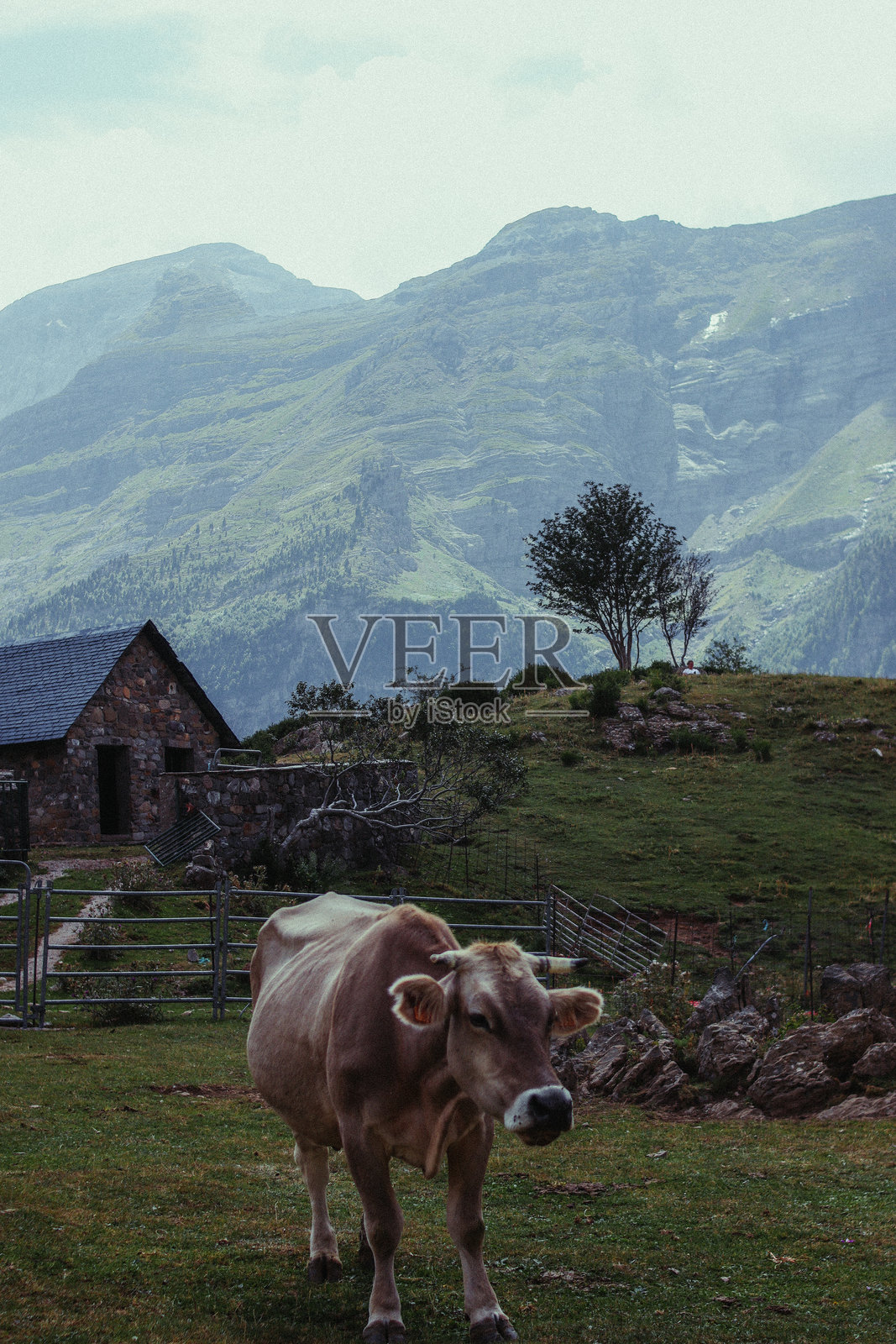 山中的牛照片摄影图片