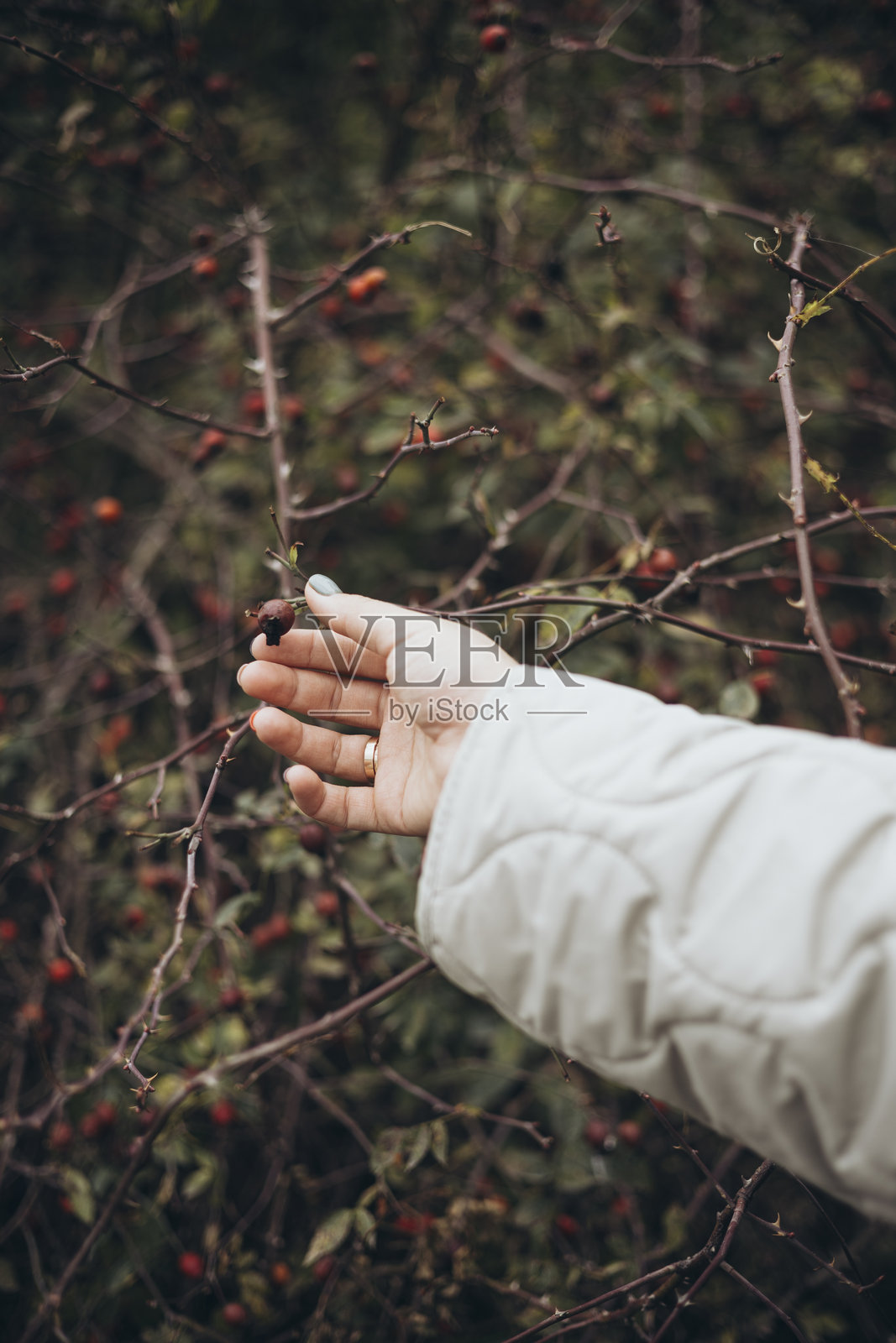 森林中的野玫瑰果灌木，手轻触带果实的茎。照片摄影图片