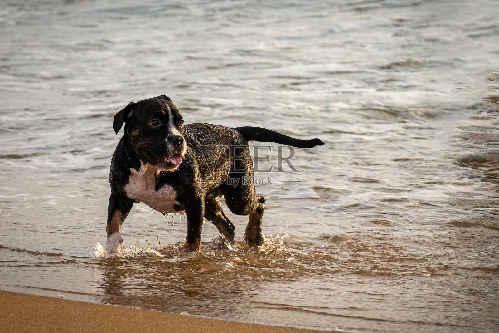 顽皮小狗的海滩日照片摄影图片