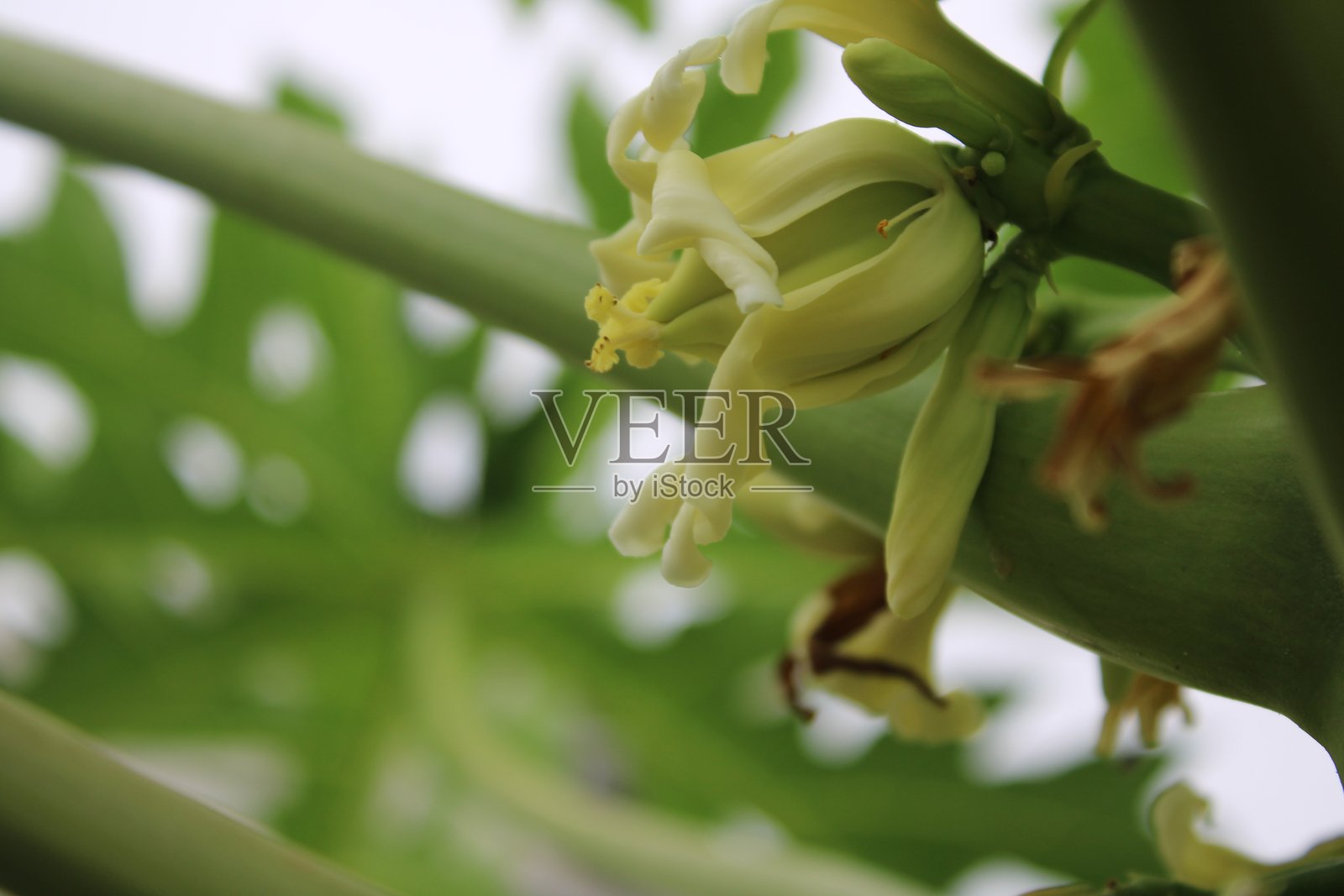 木瓜花的特写照片照片摄影图片