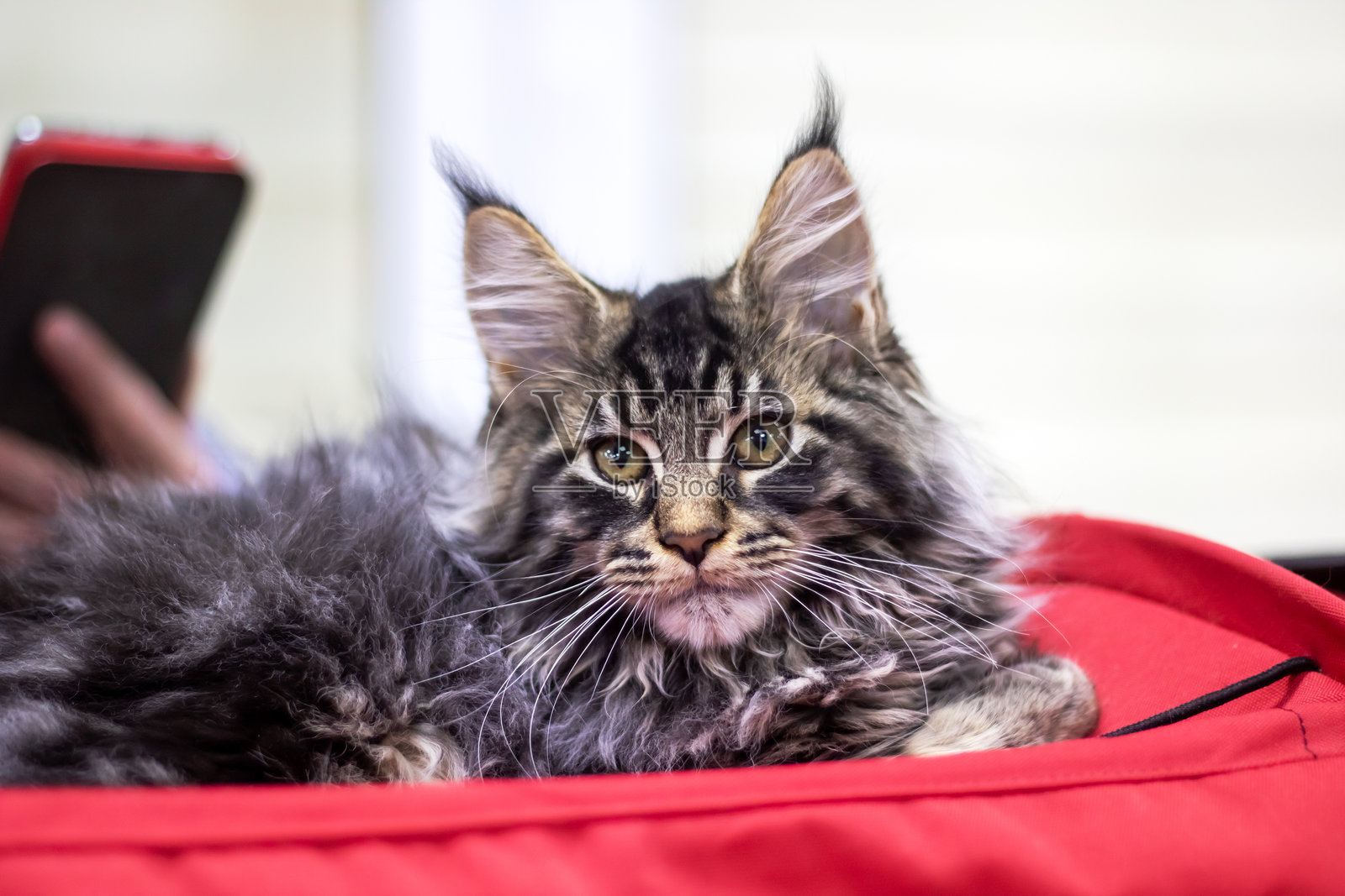 缅因猫在家中的特写肖像照片摄影图片