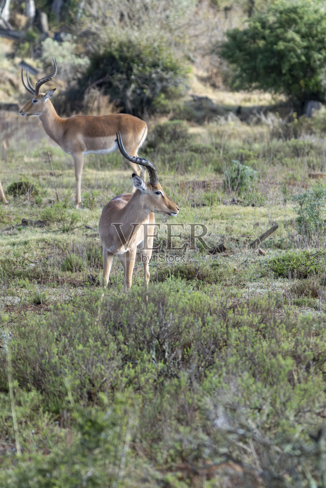 南非野生动物保护区中的黑斑羚。照片摄影图片