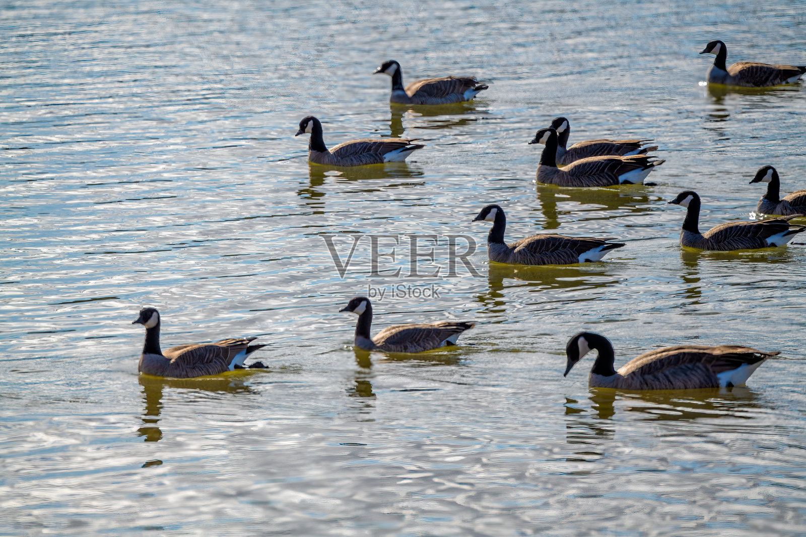加拿大鹅群在美国科罗拉多州的湖泊中游泳照片摄影图片